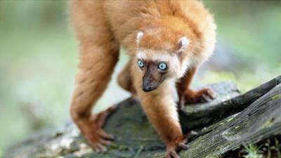 Lemur blue eyes twigs moss 4k wallpaper