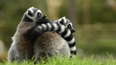 Lemur couple hugging 4k wallpaper