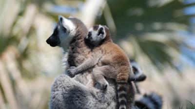 Lemur cub couple care 4k wallpaper