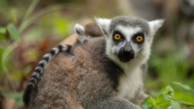 Lemur cub grass food 4k wallpaper
