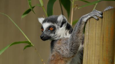 Lemur cute animal 4k wallpaper
