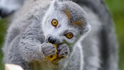 Lemur food eat 4k wallpaper