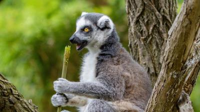 Lemur food tree 4k wallpaper