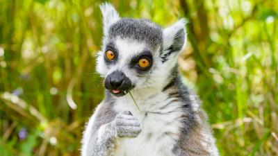 Lemur funny cool 4k wallpaper