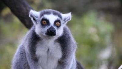 Lemur look animal 4k wallpaper
