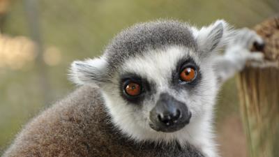 Lemur muzzle eyes 4k wallpaper