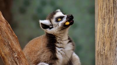 Lemur muzzle food look 4k wallpaper