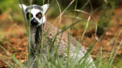 Lemur sitting surprise grass 4k wallpaper