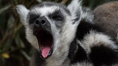 Lemur yawn funny 4k wallpaper