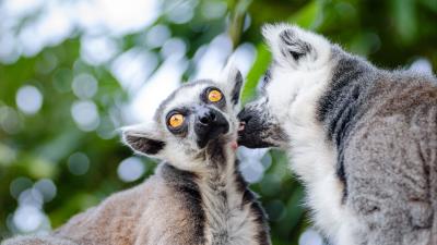 Lemurs couple lick 4k wallpaper