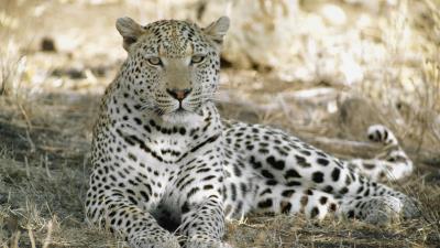 Leopard africa shade rest predator 4k wallpaper