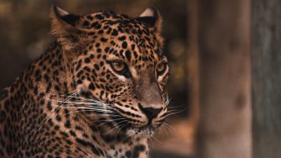 Leopard big cat glance image 4k wallpaper