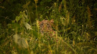 Leopard big cat glance photo 4k wallpaper