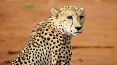 Leopard big cat glance 4k wallpaper