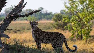 Leopard big cat grass 4k wallpaper