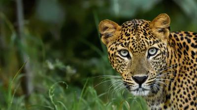 Leopard big cat predator image 4k wallpaper