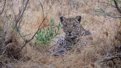 Leopard big cat predator picture 4k wallpaper