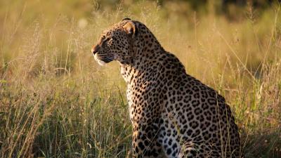 Leopard big cat predator 4k wallpaper