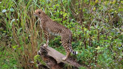 Leopard big cat spots image 4k wallpaper