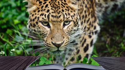 Leopard book hd 4k wallpaper