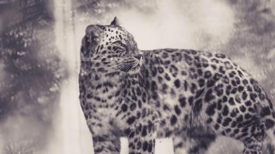 Leopard bw predator 4k wallpaper