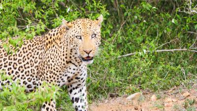 Leopard cheetah predator look 4k wallpaper