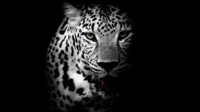 Leopard dark background hd 4k wallpaper