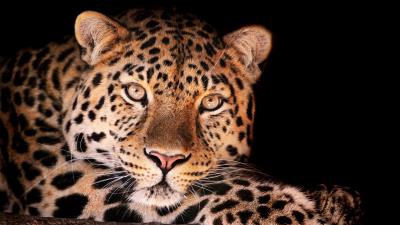 Leopard face dark spotted 4k wallpaper