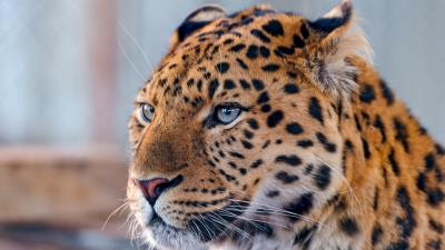 Leopard face spotted predator 4k wallpaper