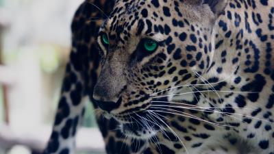 Leopard green eyed muzzle predator look 4k wallpaper