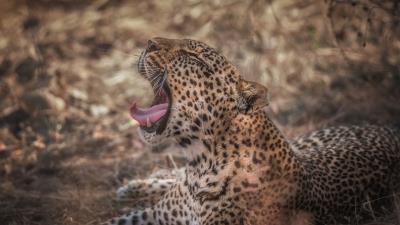 Leopard grin predator muzzle 4k wallpaper