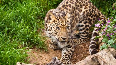 Leopard hd 4k wallpaper