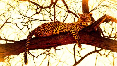 Leopard image 4k wallpaper