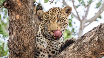 Leopard muzzle big cat 4k wallpaper