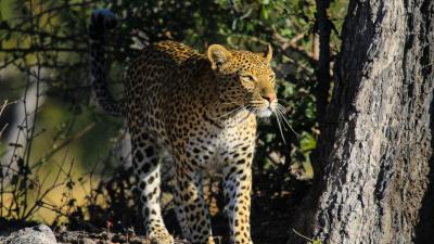 Leopard predator big cat 161082 4k wallpaper