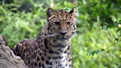 Leopard predator big cat 4k wallpaper