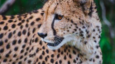 Leopard predator muzzle big cat look 4k wallpaper