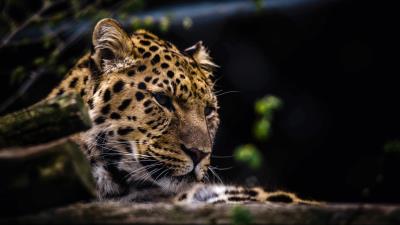 Leopard predator muzzle big cat 4k wallpaper