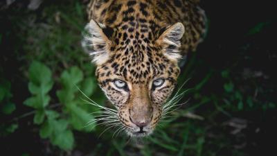 Leopard predator muzzle look 4k wallpaper