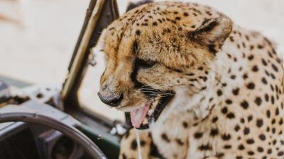Leopard protruding tongue big cat 4k wallpaper