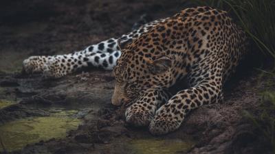 Leopard sleep big cat 4k wallpaper