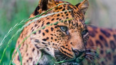 Leopard spotted grass lie down big cat 4k wallpaper