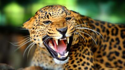 Leopard wild cat growl snarl rage fall 4k wallpaper