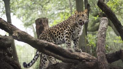 Leopard wild cat predator zoo 4k wallpaper