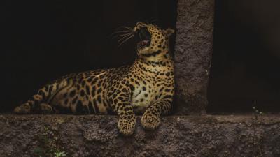 Leopard yawn big cat 4k wallpaper