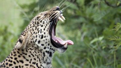 Leopard yawn protruding tongue 4k wallpaper
