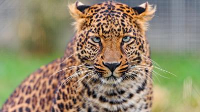 Leopard young hd 4k wallpaper