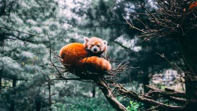 Lesser panda beast brown 4k wallpaper