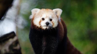Lesser panda red panda fire cat 4k wallpaper