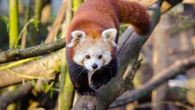 Lesser panda red panda walk 4k wallpaper